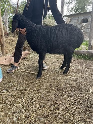 монбельярд цена: Продаю | Овца (самка), Ягненок | Арашан | Для разведения | Племенные, Ярка — 1