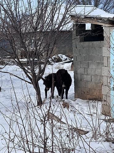 беде чоп саман: Ослы (пара) - Домашние ослы тёмной масти, крепкие, крупные. - — 4