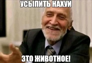 картинки кошечек: Набор мем-изображений с дерзкими подписями Состав: - 2 вертикальных — 1