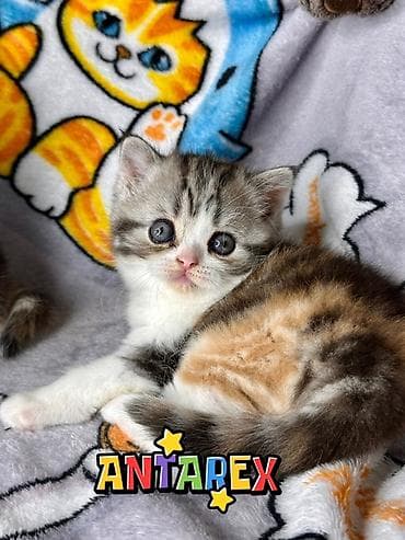 Продажа кошек: Шотландские короткошерстные котята от красивой привозной пары — 2