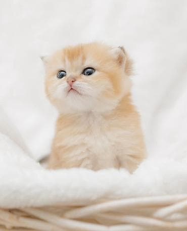 рыжая кошка: Британская короткошёрстная, 1 месяц, Мальчик, Золотая шиншилла, Приучена к лотку, Проглистована, С документами — 1