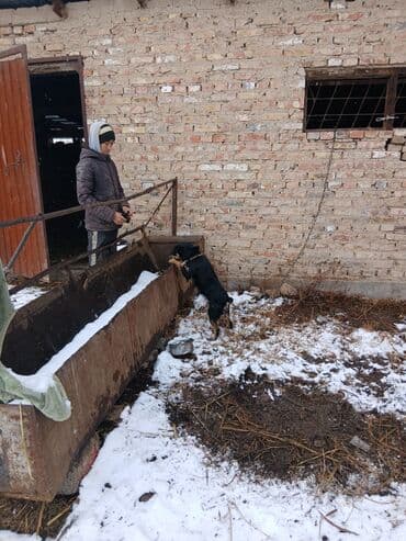 Иттер: Щенок небольшого размера, черный с подпалом. Уши стоячие/полустоячие — 3