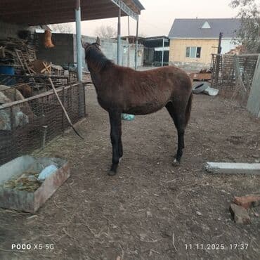 животные котенок: Продаю | Кобыла (самка) | Для разведения, Конный спорт | Племенные — 4
