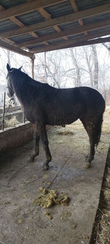 Лошади, кони: Продаю | Конь (самец), Жеребец | На забой, Для разведения — 3