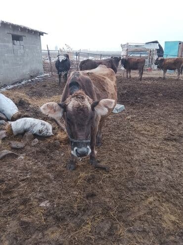 кошки без шерсти: Продаю | Корова (самка) | Для молока — 2