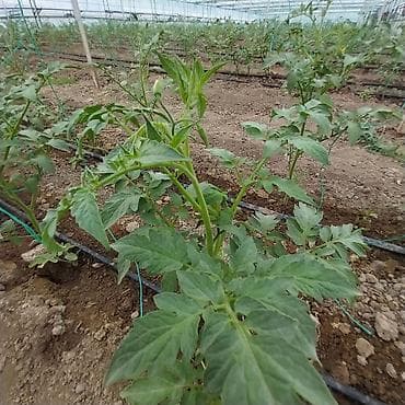 верхняя одежда женская: Рассада овощей: Помидоры — 1