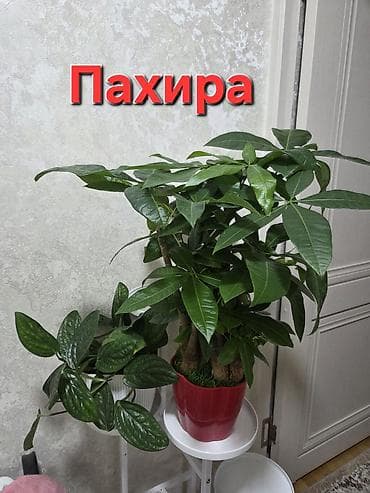 Сингониумы: Аглаонема (розово-зелёная декоративнолистная) — 920 с. - Компактный — 10