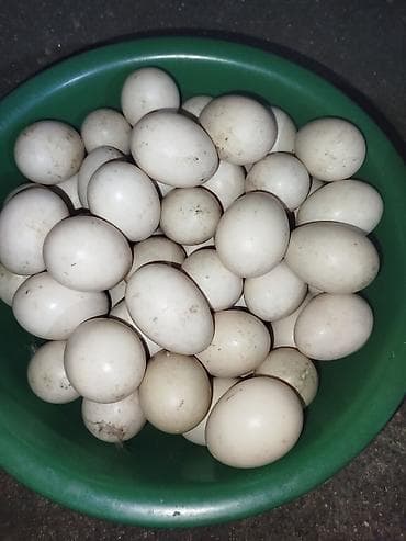 продажа утят: Мускусные утки (индоутки) и инкубационные яйца - Порода Яйцо — 2