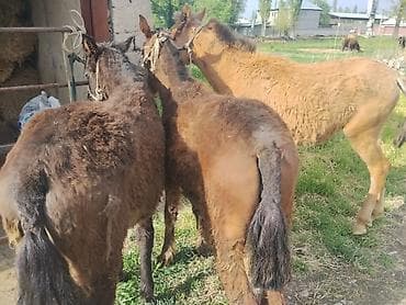 декоративная рыба: Продаю | Жеребенок | Для разведения | Племенные — 4