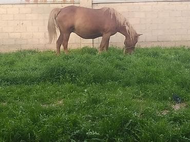 пони лошать: Продаю | Кобыла (самка) | Рабочий — 2
