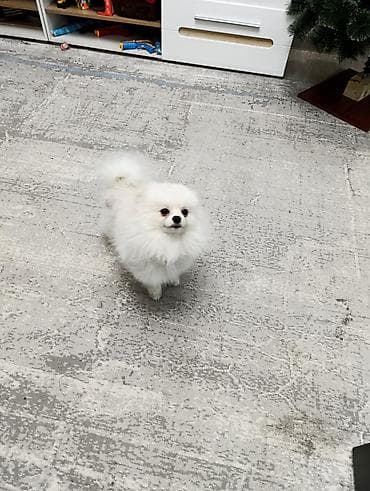 русский охотничий спаниель купить: Шпиц, 4 месяца, Самец — 7