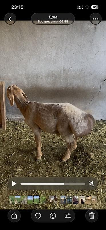 Продаю | Овца (самка) | Эдильбаевская | Для разведения | Матка