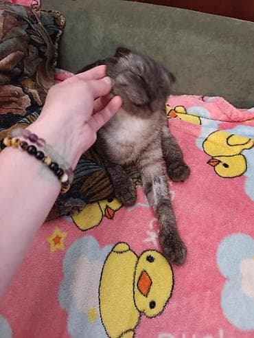 Шотландская вислоухая кошка (скоттиш-фолд) очень-очень ласковая 6-7 — 9