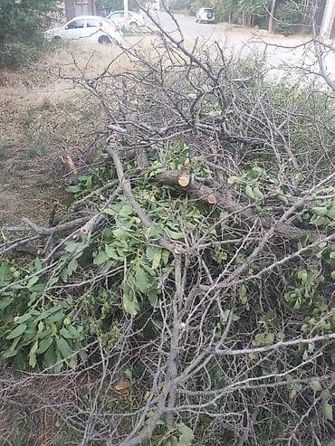 скупка дрова: Дрова Фруктовая древесина, Самовывоз — 2