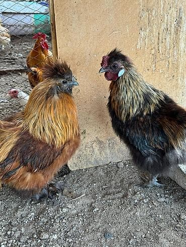 суповые куры: Продам петухов шелков — 2