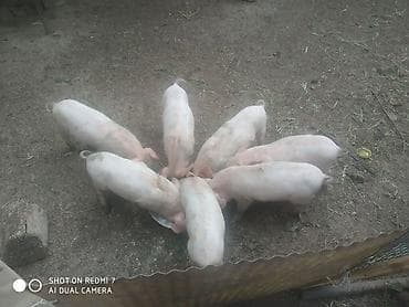 Животные: Продаю | Поросенок | На забой — 3