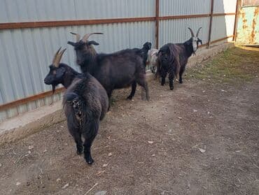 королевский док: Продаю | Коза (самка) | Для разведения | Котные — 1