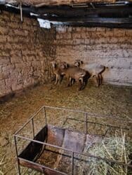 кролик декоративный: Продаю | Баран (самец) | На забой | Племенные — 2