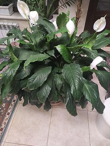 спатифиллум: Крупный комнатный цветок Спатифиллюм (Spathiphyllum), пышный куст в — 2