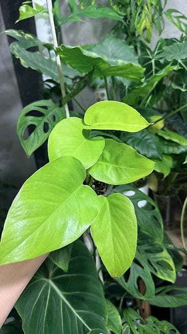 грунт цветочный: Монстера Тайское Созвездие 3 горшка по 1000с Посажены в хороший — 6