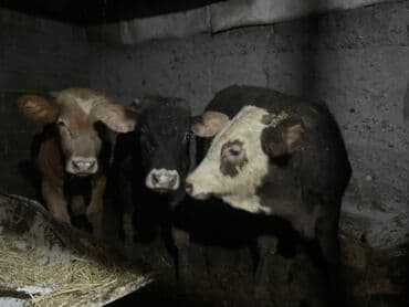 коён ош: Сатам | Бука (эркек) | Симментал | Бордоп семиртүү үчүн — 1