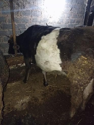 Ветеринар кызматы: Сатам | Уй (ургаачы) | Сүт алуу үчүн | Байланган — 3