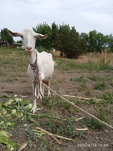 Продаю | Коза (самка) | Для молока — 5
