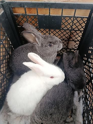 малёк осетра: Продаю | Крольчата | Для разведения — 2