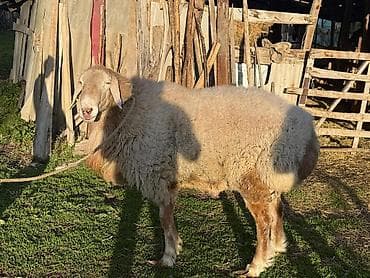 продаю мёд: Продаю | Баран (самец) | Арашан — 4