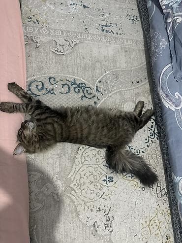 Отдам даром кошку: Мейн-кун, 6 месяцев, Мальчик, Приучена к лотку, Проглистована, С прививками — 1