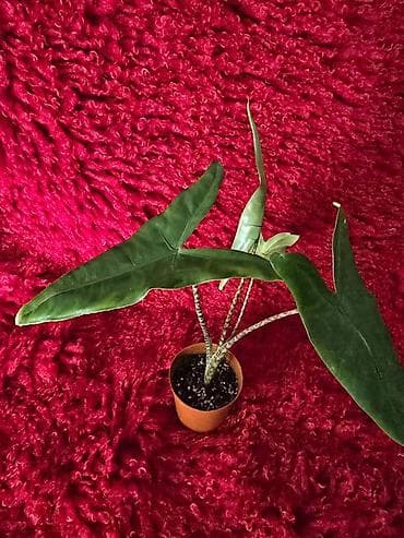 большой фикус: Ароидное комнатное растение Alocasia (вариететная форма) — 9