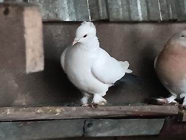 кунажын сатылат: Голубка чернохвост игра есть продам или обменяю — 3