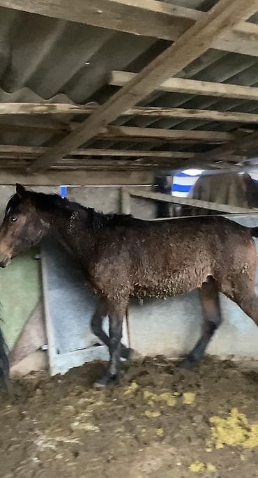 сколько стоит щенок золотистого ретривера: Продаю | Жеребец | Рабочий — 2