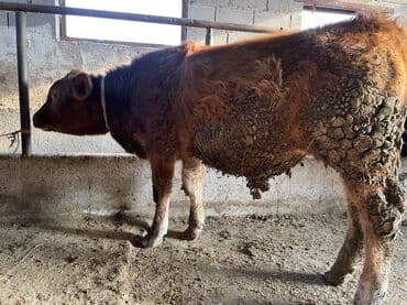 Продаю | Бык (самец) | На откорм, На забой, Для разведения | Племенные, Искусственник at lalafo.kg Продаю | Бык (самец) | На откорм, На забой, Для разведения | Племенные, Искусственник