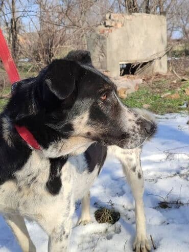 рабочая собака: Ищем дом замечательной собаке. Рожать не будет,отлично охраняет — 5