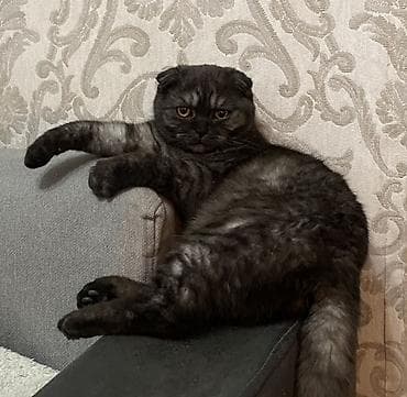 пластик ящики: Шотландский вислоухий кот (окрас: дымчатый/черный дым) - Порода — 1