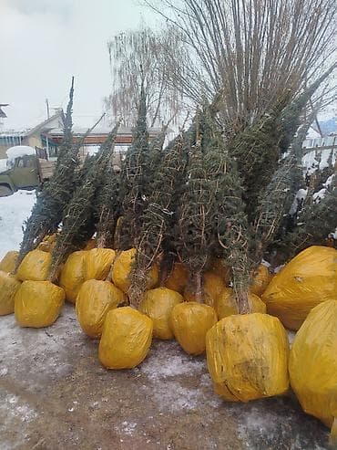 парта стол ош: Көчөттөр дарактардын: Карагайлар — 10