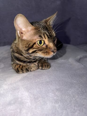 шиншилла кошка: Бенгальская, 1 год, Девочка, Золотая шиншилла, Приучена к лотку, Проглистована, С прививками — 6