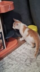 куда можно отдать собаку в бишкеке: Самый лучший подарок- это живой активный малыш,который станет — 4