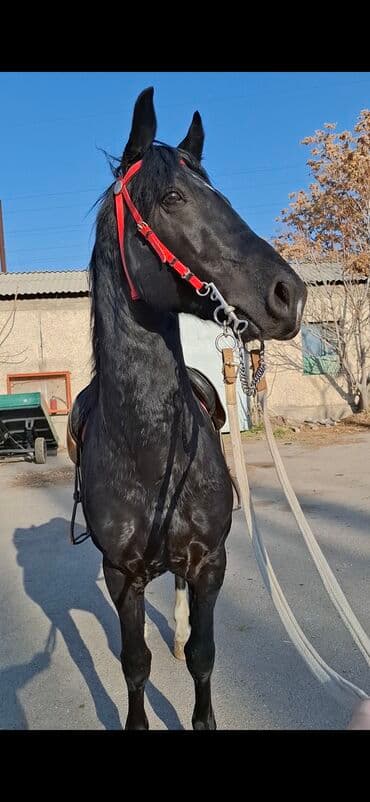 возьму собаку в добрые руки: Продаю | Жеребец | Арабская | Рабочий — 9