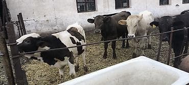 щвиц бычок: Продаю | Бык (самец) | Ангус, Алатауская, Швицкая | Для разведения — 5