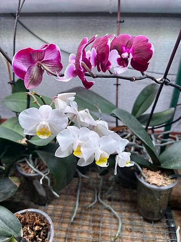 корзина для цветов: Продам орхидеи! Прекрасные фаленопсисы с яркими, здоровыми цветами — 3