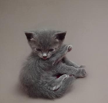 Животные: Скотиш Страйт (Шотландская прямоухая), 1 месяц, Девочка, Серый, Приучена к лотку — 1