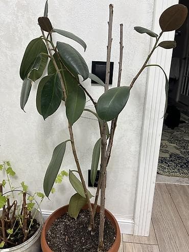 каучук: Меняю Фикус эластика (каучуконосный) в горшке на пеларгонию (герань) — 3