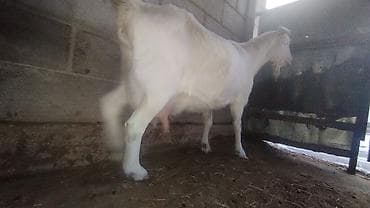 корова молочная: Продаю | Коза (самка) | Для молока — 7