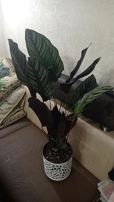 Комнатные растения: В продаже растения крупномеры Калатея лансифолия. высота — 3