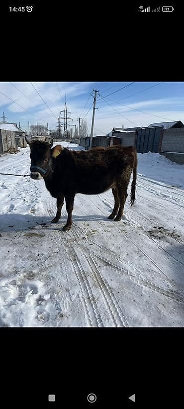 animal pack: Продаю | Корова (самка) | Для разведения | Стельные — 3