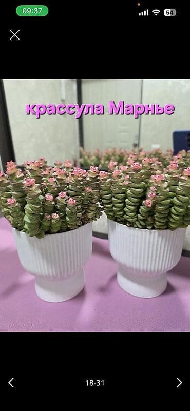 роза комнатная: Комнатные растения в горшках - Кислица «Бабочка» (Oxalis): куст с — 5