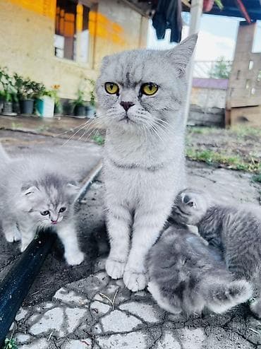 Үй жаныбарлары: Шотландские котята серебристого окраса - Порода: шотландская (в — 3