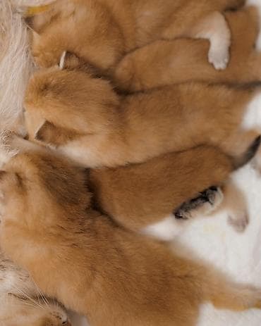 рыжая кошка: Британская короткошёрстная, 1 месяц, Мальчик, Золотая шиншилла, Приучена к лотку, Проглистована, С документами — 9